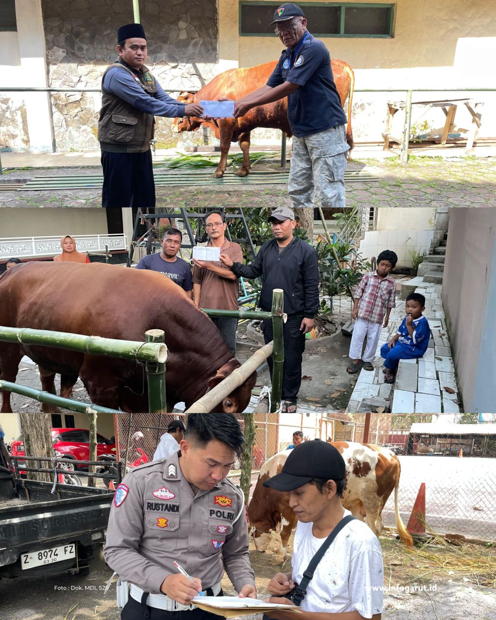 Penyaluran hewan qurban dari MDL Group
